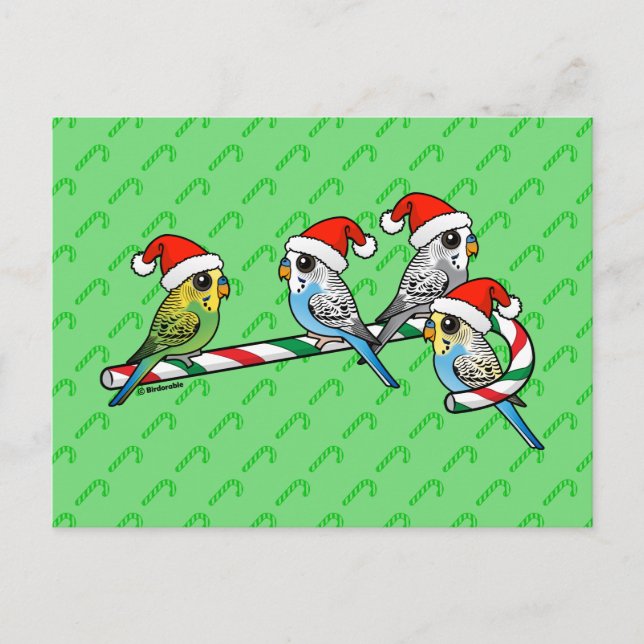 Cartes Pour Fêtes Annuelles Perruches de Père Noël de sucre de canne (Devant)