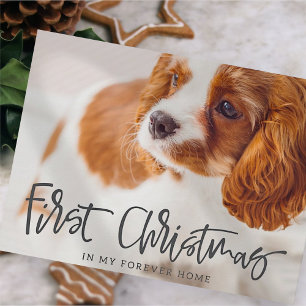 Cartes Pour Fêtes Annuelles Pet First Christmas à Forever Accueil Photo