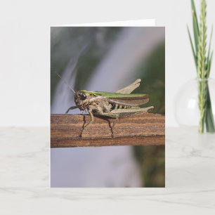 Cartes Pour Fêtes Annuelles Petit anniversaire vert de Noël de sauterelle