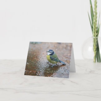 Cartes Pour Fêtes Annuelles Petit oiseau bleu sous la pluie