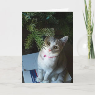 Cartes Pour Fêtes Annuelles Petit pain de Joyeux Noël (carte)