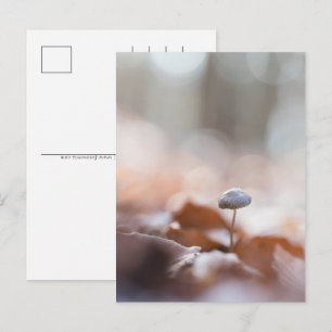 Cartes Pour Fêtes Annuelles Petite photo de champignon dans la nature