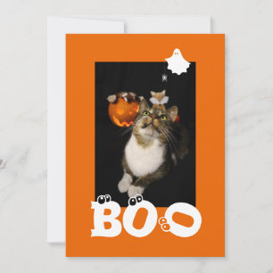 Cartes Pour Fêtes Annuelles Photo de chat d'Halloween avec fantôme araignée et