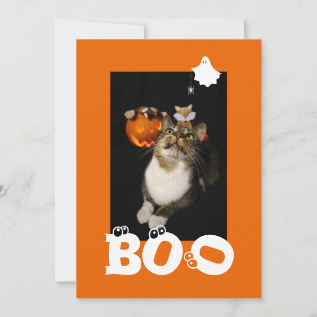 Cartes Pour Fêtes Annuelles Photo de chat d'Halloween Fantôme Araignée Yeux (Devant)