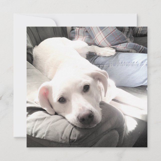Cartes Pour Fêtes Annuelles Photo de chien blanc fatigué mignon avec son meill (Devant)