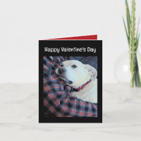 Photo de mignon chien accroupissant papa Saint Val