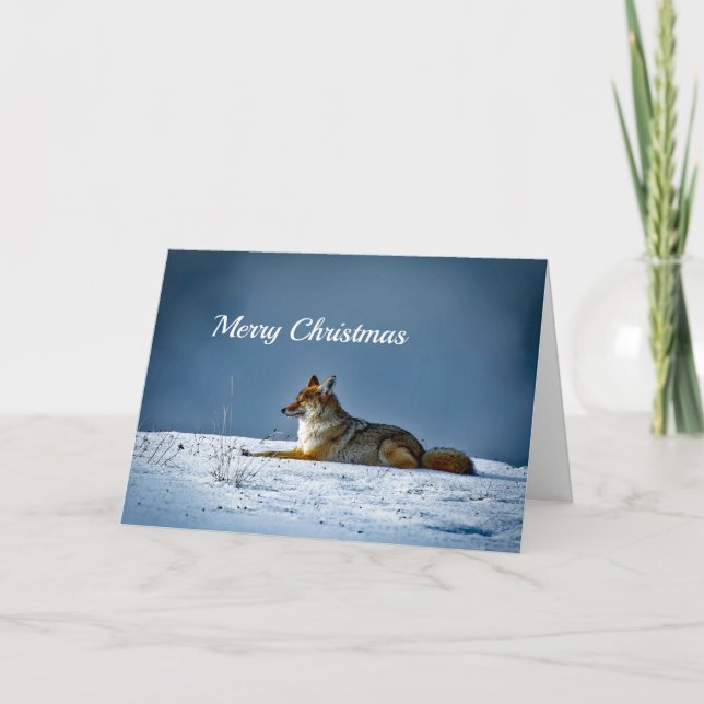 Cartes Pour Fêtes Annuelles Photo de neige Coyote Noël (Devant)