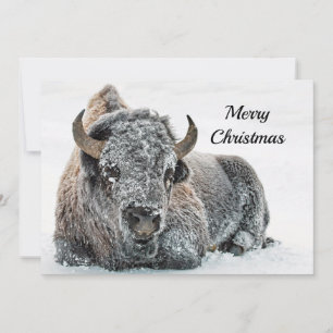 Cartes Pour Fêtes Annuelles Photo de neige de Buffalo Appartement de Noël