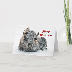 Cartes Pour Fêtes Annuelles Photo de neige de Buffle Faune Noël