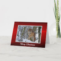 Photo de neige du loup sauvage Noël