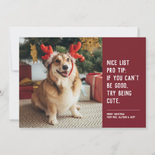 Cartes Pour Fêtes Annuelles Photo de Noël rouge drôle de mignon animal