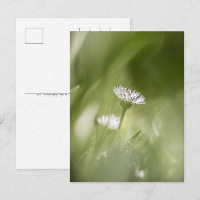 Cartes Pour Fêtes Annuelles Photo de pâquerette dans la nature (Devant / Derrière)
