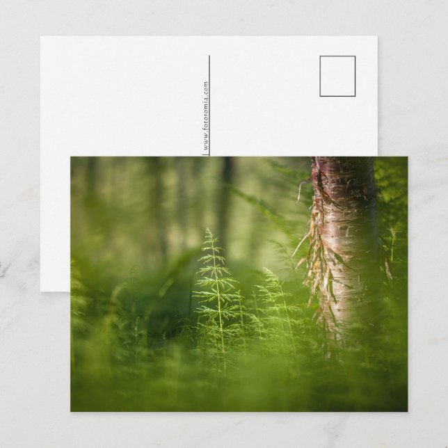 Cartes Pour Fêtes Annuelles Photo Green Horsetail (Devant / Derrière)