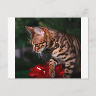 Cartes Pour Fêtes Annuelles Photo Kitty de Noël (Chat Bengale domestique)