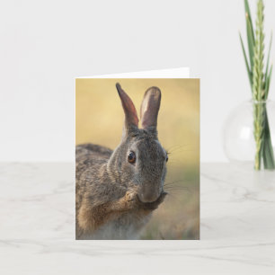 Cartes Pour Fêtes Annuelles Photo mignonne de lapin de lapin oriental - faune