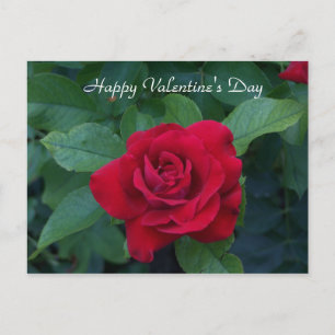 Cartes Pour Fêtes Annuelles Photo Red Rose