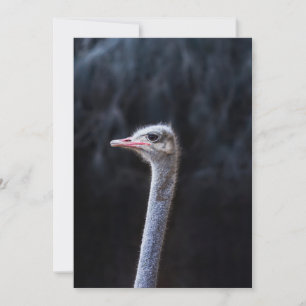 Cartes Pour Fêtes Annuelles Photographie d'autruche