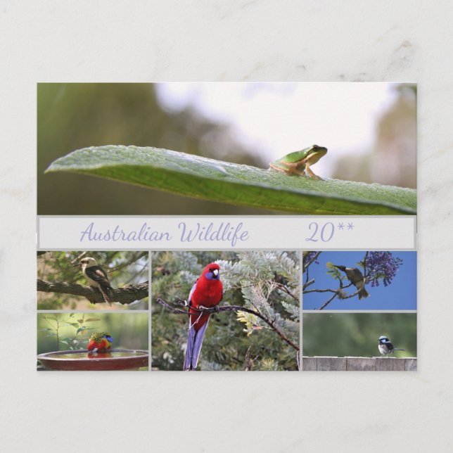 Cartes Pour Fêtes Annuelles Photographie de la faune australienne (Devant)