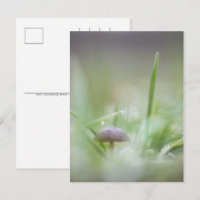 Photographie de la nature des champignons