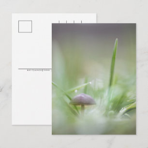 Cartes Pour Fêtes Annuelles Photographie de la nature des champignons