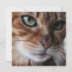 Cartes Pour Fêtes Annuelles Photographie du visage de chat Bengal, personnalis
