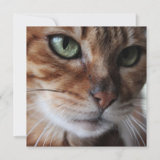Cartes Pour Fêtes Annuelles Photographie du visage de chat Bengal, personnalis