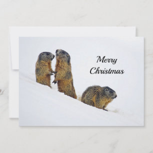 Cartes Pour Fêtes Annuelles Photos de neige des marmottes de la faune