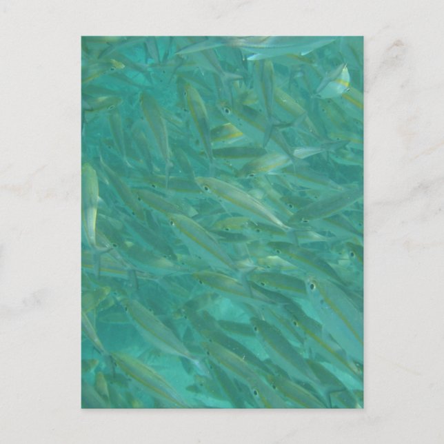 Cartes Pour Fêtes Annuelles Photos de poissons sous-marins (Devant)