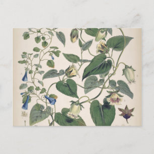 Cartes Pour Fêtes Annuelles Plants de l'Himalaya