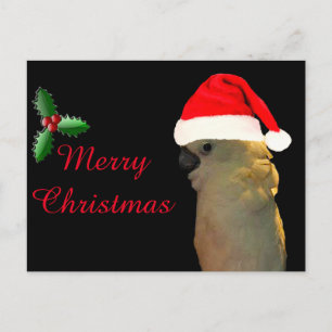 Cartes Pour Fêtes Annuelles Poing personnalisé père Noël vacances Cockatoo ois