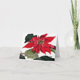 Cartes Pour Fêtes Annuelles Poinsététie