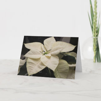 Cartes Pour Fêtes Annuelles Poinsettia