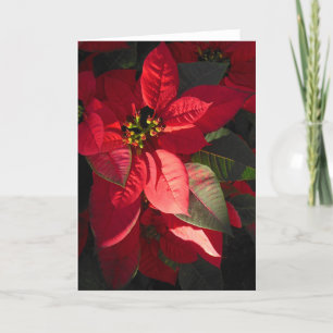 Cartes Pour Fêtes Annuelles Poinsettia hawaïenne