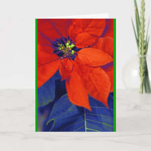 Cartes Pour Fêtes Annuelles Poinsettias et feuille bleu