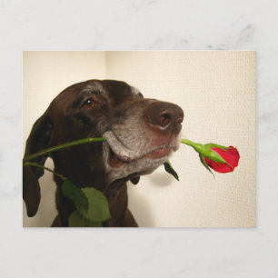 Cartes Pour Fêtes Annuelles pointeur de rose
