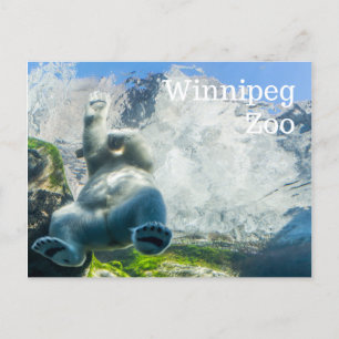Cartes Pour Fêtes Annuelles Polar Bears at the Winnipeg Zoo