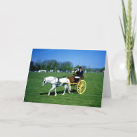 Poney blanc et piège