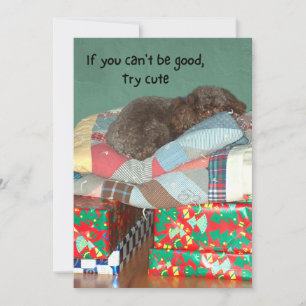 Cartes Pour Fêtes Annuelles Poodle mignon allongé sur Noël Présents Fêtes