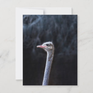 Cartes Pour Fêtes Annuelles portrait d'autruche