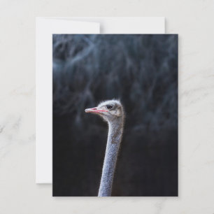 Cartes Pour Fêtes Annuelles portrait d'autruche