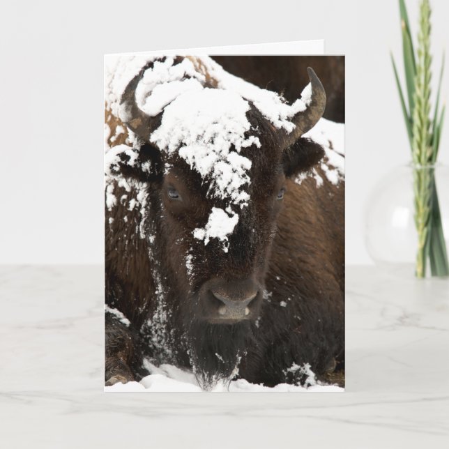 Cartes Pour Fêtes Annuelles Portrait de Bison couvert de neige (Devant)