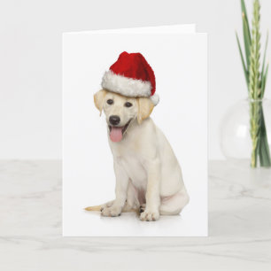 Cartes Pour Fêtes Annuelles Portrait de labrador retriever blanc
