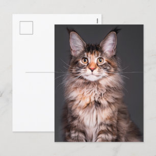 Cartes Pour Fêtes Annuelles Portrait du Maine Coon