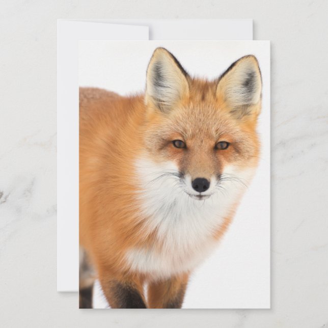Cartes Pour Fêtes Annuelles Portrait d'un Renard Rouge (Devant)
