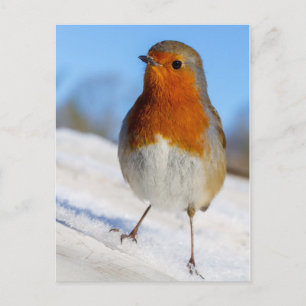 Cartes Pour Fêtes Annuelles Postcard stood on snow christmas