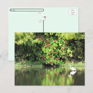 Cartes Pour Fêtes Annuelles Postcrossing:  A Great Egret Fishing in the Swamp