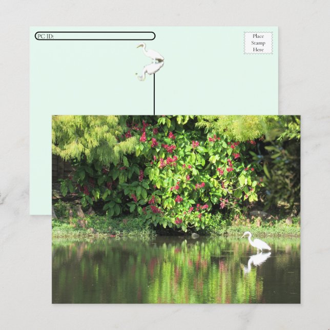 Cartes Pour Fêtes Annuelles Postcrossing:  A Great Egret Fishing in the Swamp (Devant / Derrière)