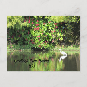 Cartes Pour Fêtes Annuelles Postcrossing - Salutations de - Paysage d'aigrette