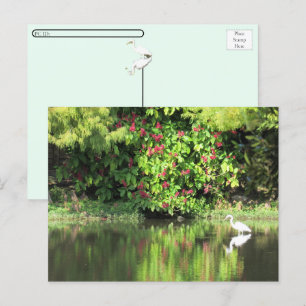 Cartes Pour Fêtes Annuelles Postcrossing : Un Grand Héron pêche dans le marais