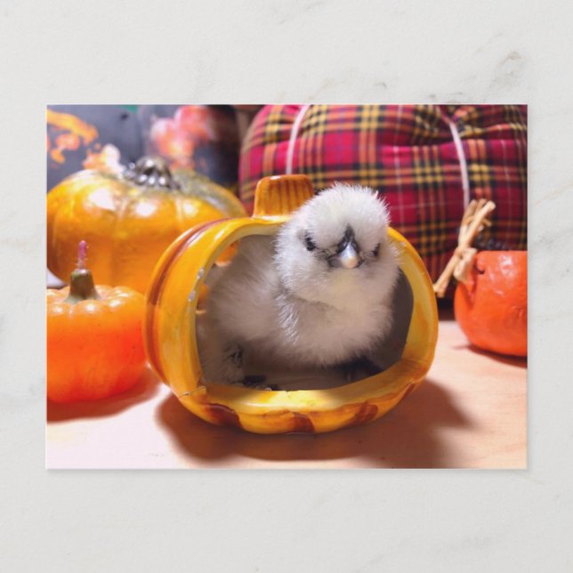 Cartes Pour Fêtes Annuelles Poulet dans un citrouille (Devant)
